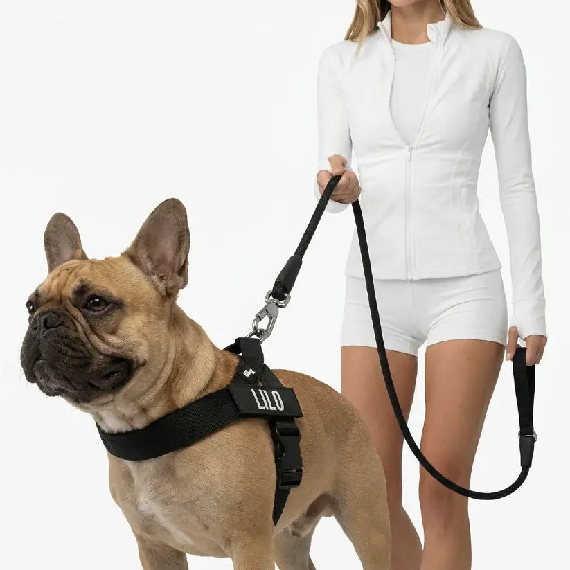 Dog Friendly Co. No-Pull Harness with D-Ring and Bungee Leash