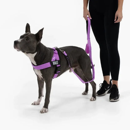 Dog Friendly Co. No-Pull Harness with D-Ring and Bungee Leash