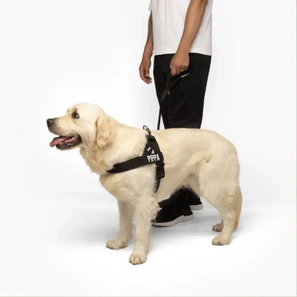Dog Friendly Co. No-Pull Harness with D-Ring and Bungee Leash