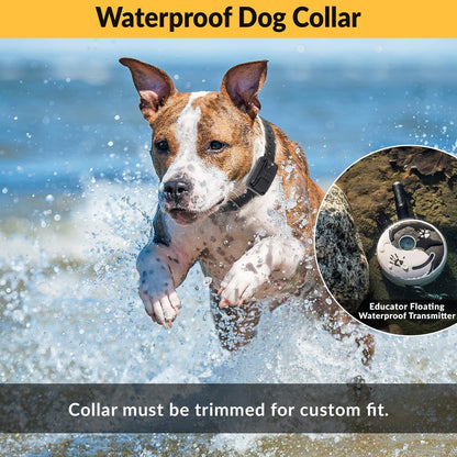 Rechargeable E-Collar Dog Training System with Remote and Clicker for Small to Medium Dogs, Humane Tapping Stimulation, 100 Levels, Tone, Light, 1/2 Mile Range, Single Dog Use, Zen Series
